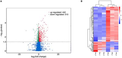 Transcriptomic Analysis of STAT1/3 in the Goat Endometrium During Embryo Implantation